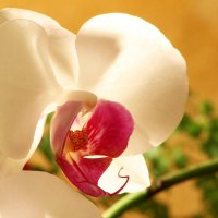 орхидея :: Ефим Журбин