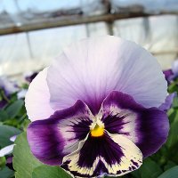 Viola x wittrockiana Selecta Beaconsfield :: laana laadas