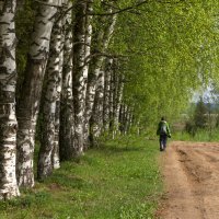 Вдоль берез :: Татьяна Копосова