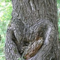 И у деревьев есть сердце! :: Елена Елена