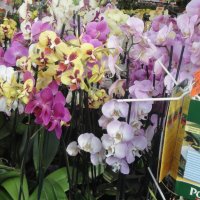 Орхидеи :: Лебедев Виктор 