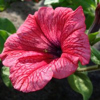 Petunia x atkinsiana Surfinia  " Hot Red " ( Sunrovein ) :: laana laadas