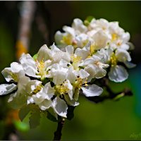 "Яблони в цвету - какое диво!" :: Олег Каплун