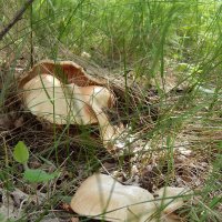 майский гриб :: lesia 