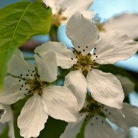 "Яблони в цвету" :: Светлана 