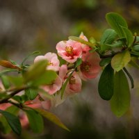 The Scent of Summer :: Владимир Gorbunov