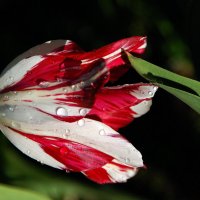 Тюльпан, склоненный под дождем :: Тамара К 