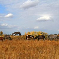 Казахстанская  пастораль. :: Александр Ст