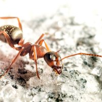 Сегодняшняя охота на муравьев :: Богдан Петренко