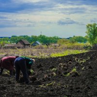 работницы в поле :: Нинель Гюрсой