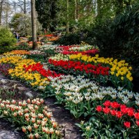 Tulips in Holland 04-2015 (18) :: Arturs Ancans