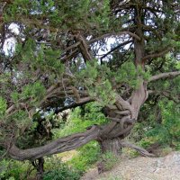 Реликтовое дерево :: Вера Щукина