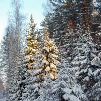"Закат в лесу" :: Николай Варламов