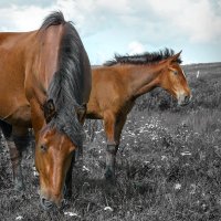 Дикие лошади, Алтай :: Нормундс Капостиньш