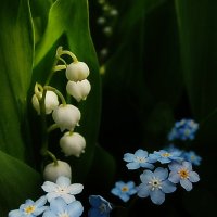 таинственный майский хоровод... :: Евгения Куприянова