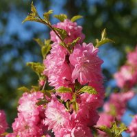 Розовый май (японская слива) :: Виктория Коплык