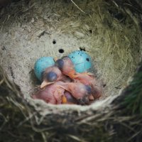 Птенцы певчего дрозда в гнезде :: Анна (Анка) Салтыкова