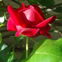Красная роза в саду расцвела... :: Galina Dzubina
