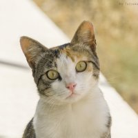 Портрет кошки :: Татьяна Огаркова