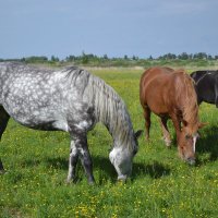 Лошади на лютиковом поле :: Елена Глебова