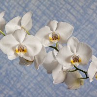 орхидея. :: nakip1 