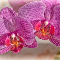 Орхидея - заморская "птица"... :: Лилия *