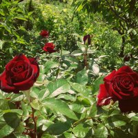roses :: Елена Романова