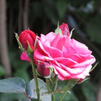 розы в моем саду :: НаталиЯ ***