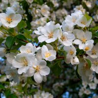 Яблони в цвету - какое чудо ! :: Нина северянка