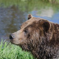 Медведь гризли по имени Гриндер. :: Тамара Листопад