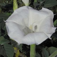 Белый цветок :: Вера Щукина