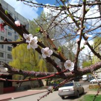 Весна в Орле. :: Наталья Малышева
