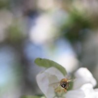 Полет пчелы :: Александр Петров