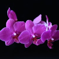 Орхидея :: Tina ***