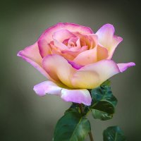 такая роза! :: георгий петькун