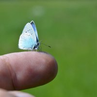 Ручная  бабочка :: Геннадий Супрун