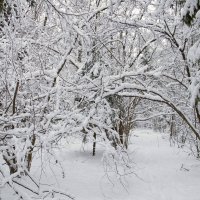 Зимний лес :: Роман Домнин