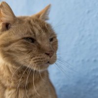 Хитрый кот с острова Бурано.Венеция.Италия :: Олег 