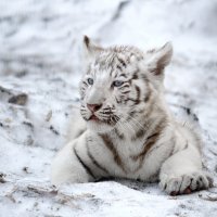 котёнок бенгальского тигра :: Eugene Simachev