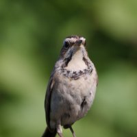 Варакушечка :: Светлана Медведева 