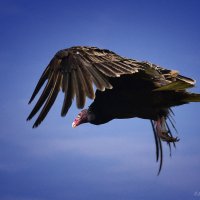 Turkey vulture :: Dmitriy Akhramovich