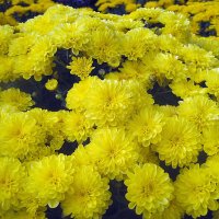 Жёлтая хризантема :: laana laadas