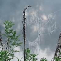 Паутинка в тумане :: Валерий Лазарев