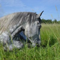 Среди травы под синим небом спал серый конь... :: Елена Глебова