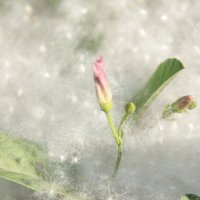 Июньский снег - тополиный пух :: Наталья Якубаева