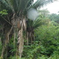В джунглях Гондураса. :: Владимир Смольников