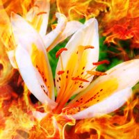 Огненный цветок :: Светлана Лысенко