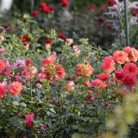 Розовый сад :: Николай Танаев