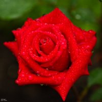 Роза красная. :: Виктор Евстратов
