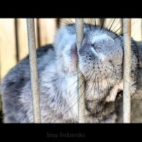 Забавный кролик!! :: Ирина Федоренко
